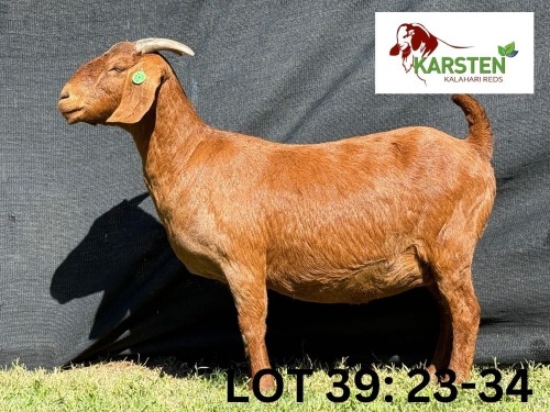 1 X KALAHARI RED FLOCK DOE KARSTEN KALAHARI REDS