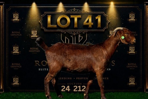 1 X KALAHARI RED FLOCK DOE Maize Valley Kalahari Reds