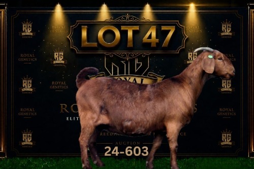 1 X KALAHARI RED FLOCK DOE Maize Valley Kalahari Reds