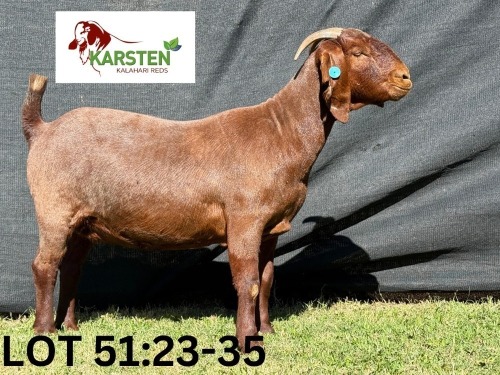 1 X KALAHARI RED STUD DOE KARSTEN KALAHARI REDS
