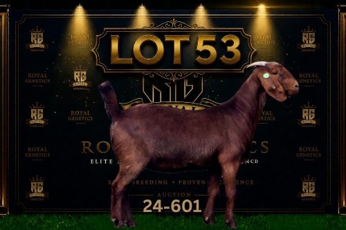 1 X KALAHARI RED FLOCK DOE Maize Valley Kalahari Reds