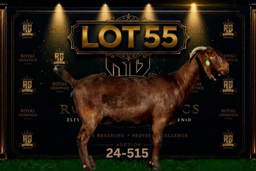 1 X KALAHARI RED FLOCK DOE Maize Valley Kalahari Reds
