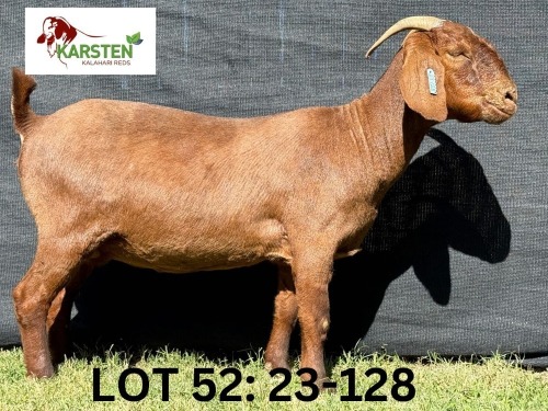 1 X KALAHARI RED FLOCK DOE KARSTEN KALAHARI REDS