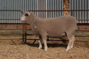 1X EWE BS200076 HAGELAND ILE DE FRANCE PTY LTD