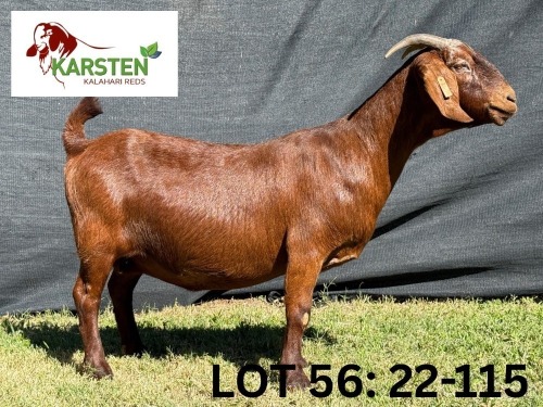 1 X KALAHARI RED FLOCK DOE KARSTEN KALAHARI REDS