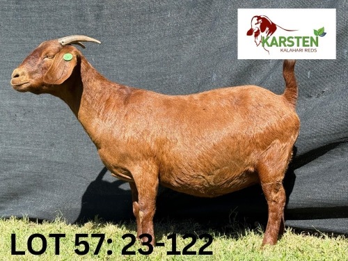 1 X KALAHARI RED FLOCK DOE KARSTEN KALAHARI REDS