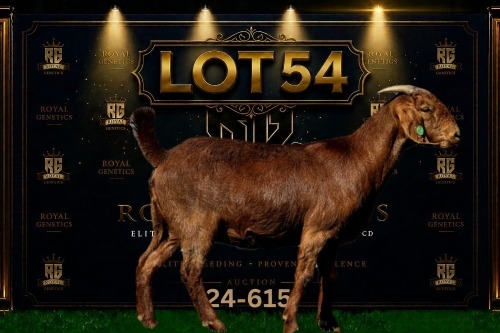 1 X KALAHARI RED FLOCK DOE Maize Valley Kalahari Reds