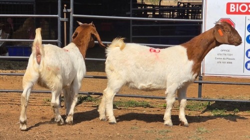 2 X BOER GOAT F SOLSTICE STUD FARM (Per animal to take the lot)