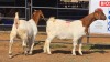 2 X BOER GOAT F SOLSTICE STUD FARM (Per animal to take the lot)