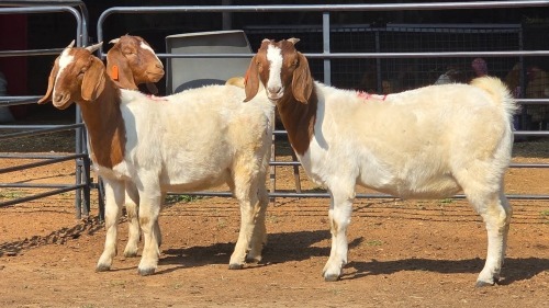 3 X BOER GOAT F SOLSTICE STUD FARM (Per animal to take the lot)