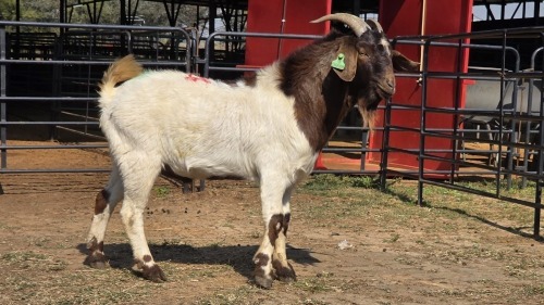 1 X BOER GOAT M N. CRAWFORD