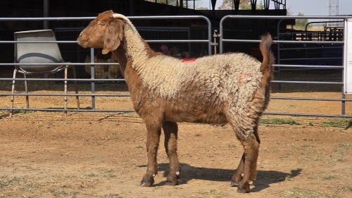 1 X BOER GOAT F N. CRAWFORD