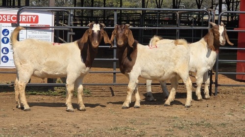 3 X BOER GOAT M SOLSTICE STUD FARM (Per animal to take the lot)