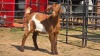 1 X BOER GOAT F N. CRAWFORD