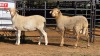 2 X MEATMASTER M+F N. CRAWFORD (Per animal to take the lot)