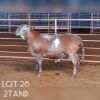 LOT 28 1X MEATMASTER RAM DRIEKOP MEATMASTERS