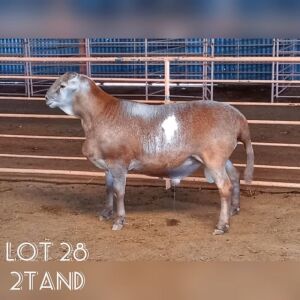 LOT 28 1X MEATMASTER RAM DRIEKOP MEATMASTERS