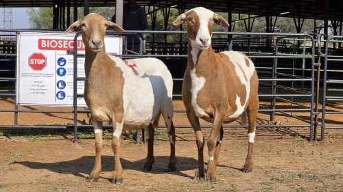 2 X MEATMASTER F N. CRAWFORD (Per animal to take the lot)