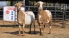 2 X MEATMASTER F N. CRAWFORD (Per animal to take the lot)
