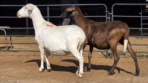 2 X MEATMASTER F N. CRAWFORD (Per animal to take the lot)