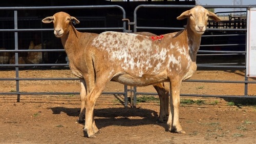 2 X MEATMASTER F N. CRAWFORD (Per animal to take the lot)