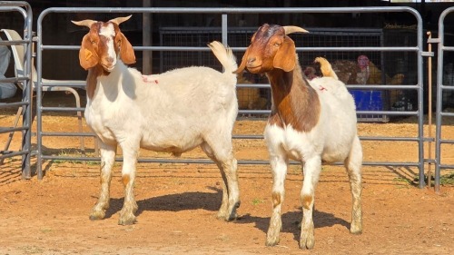 2 X BOER GOAT M R. MALETSWA (Per animal to take the lot)