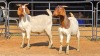 2 X BOER GOAT M R. MALETSWA (Per animal to take the lot)