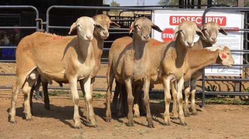 6 X MEATMASTER M R. MALETSWA (Per animal to take the lot)