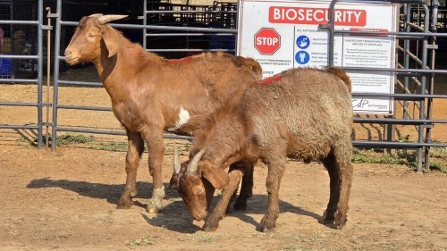 2 X KALAHARI RED M R. MALETSWA (Per animal to take the lot)
