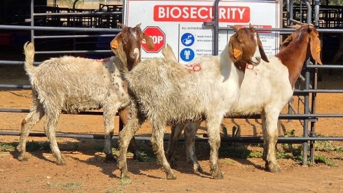 3 X BOER GOAT M R. MALETSWA (Per animal to take the lot)