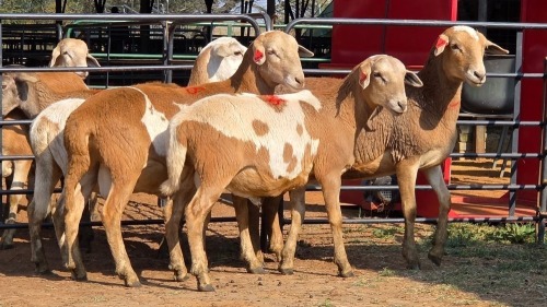 4 X MEATMASTER M R. MALETSWA (Per animal to take the lot)