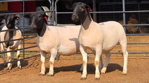2 X DORPER F JUNKER DORPERS (Per animal to take the lot)