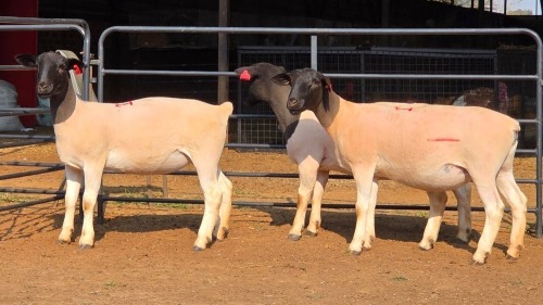 3 X DORPER F JUNKER DORPERS (Per animal to take the lot)