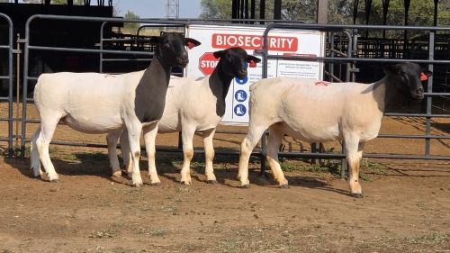 3 X DORPER F JUNKER DORPERS (Per animal to take the lot)
