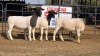 3 X DORPER F JUNKER DORPERS (Per animal to take the lot)
