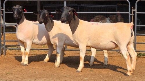 3 X DORPER F JUNKER DORPERS (Per animal to take the lot)