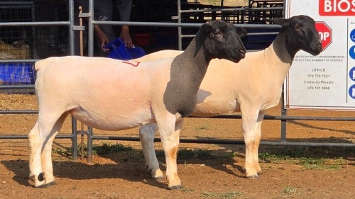 2 X DORPER F JUNKER DORPERS (Per animal to take the lot)