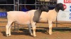 2 X DORPER F JUNKER DORPERS (Per animal to take the lot)