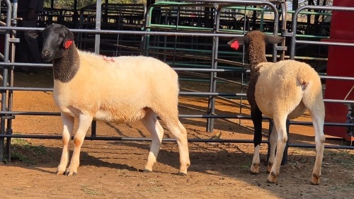 2 X DORPER F JUNKER DORPERS (Per animal to take the lot)