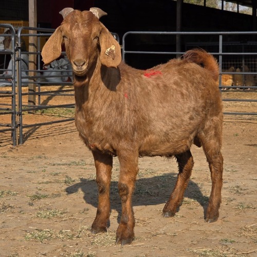 1 X KALAHARI RED M TODAH PTY LTD