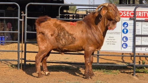 1 X KALAHARI RED M TODAH PTY LTD