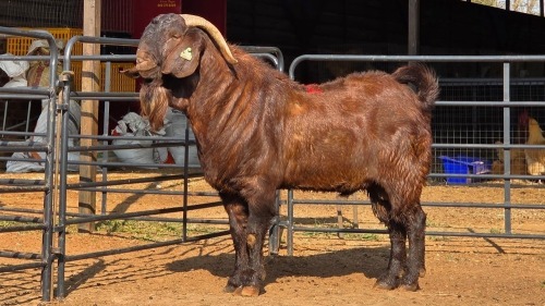 1 X KALAHARI RED M TODAH PTY LTD