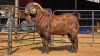 1 X KALAHARI RED M TODAH PTY LTD