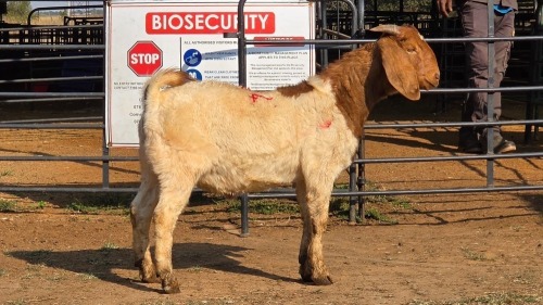 1 X BOER GOAT M TODAH PTY LTD
