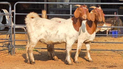2 X BOER GOAT F TODAH PTY LTD (Per animal to take the lot)