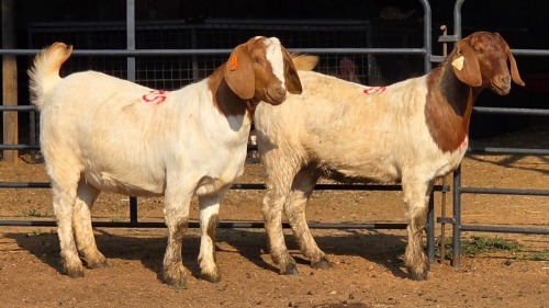 2 X BOER GOAT F TODAH PTY LTD (Per animal to take the lot)