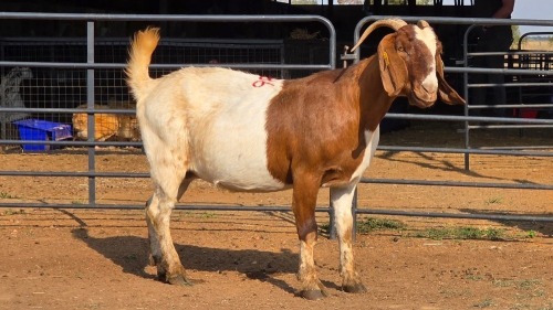 1 X BOER GOAT F TODAH PTY LTD