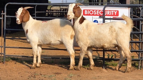 2 X BOER GOAT F TODAH PTY LTD (Per animal to take the lot)