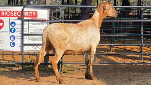 1 X MEATMASTER F TODAH PTY LTD