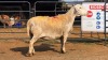 1 X VAN ROY F TODAH PTY LTD